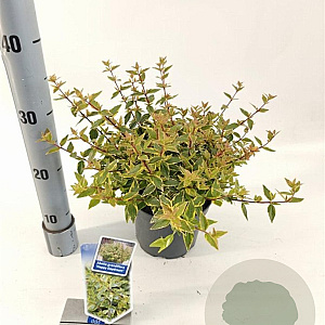 Abelia grandifl. Happy Daydream 25-30 cm 2,0L
