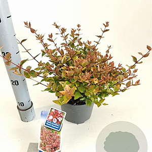 Abelia grandifl. Mystic Daydream 25-30 cm 2,0L