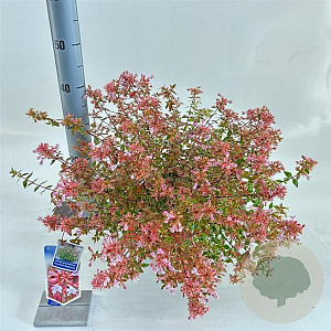 Abelia grandifl. Sunshine Daydream 25-30 cm 3,0L