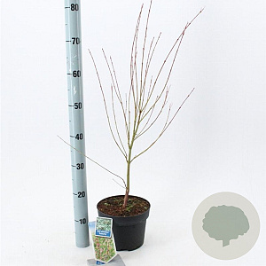 Acer pal. 'Butterfly' 50-60 cm 3,0L