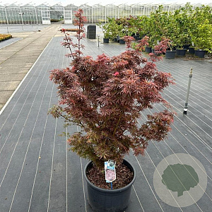 Acer pal. 'Jerre Schwartz' 80-90 cm 35L