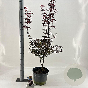 Acer pal. 'Red Emperor' 80-100 cm 10L