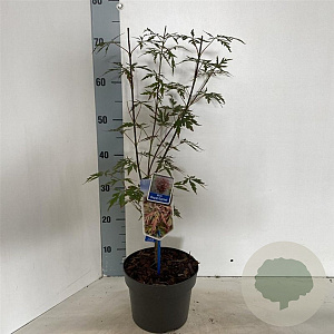 Acer pal. Royal Garnet 50-60 cm 3,0L