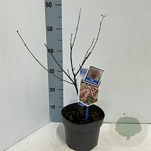 Acer pal. Royal Garnet 50-60 cm 3,0L