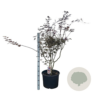 Acer pal. 'Trompenburg' 90-100 cm 35L