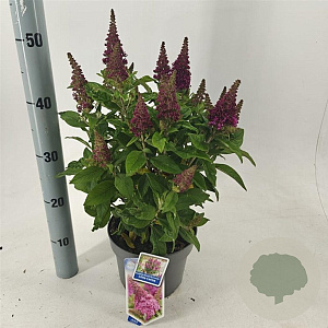 Buddleja d. B. Candy Little Cerise 30-35 cm 3,0L