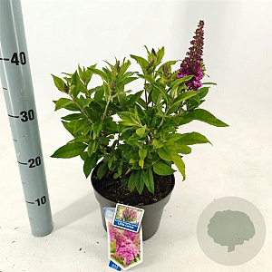 Buddleja d. B. Candy Little Cerise 30-35 cm 3,0L