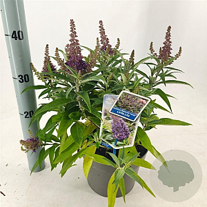 Buddleja d. B. Candy Little Lila 30-35 cm 3,0L