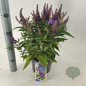 Buddleja d. B. Candy Little Lila 30-35 cm 3,0L