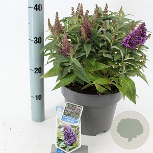 Buddleja d. B. Candy Little Lila 30-40 cm 5,0L