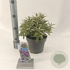 Buddleja d. B. Candy Little Purple 30-35 cm 3,0L