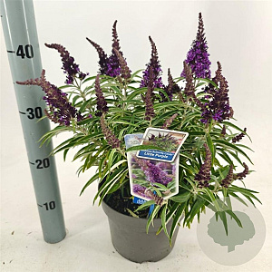 Buddleja d. B. Candy Little Purple 30-35 cm 3,0L