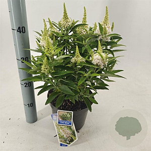 Buddleja d. B. Candy Little White 30-35 cm 3,0L