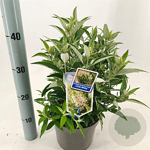 Buddleja d. B. Candy Little White 30-35 cm 3,0L