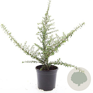 Cotoneaster conspicuus decorus GM C1.3