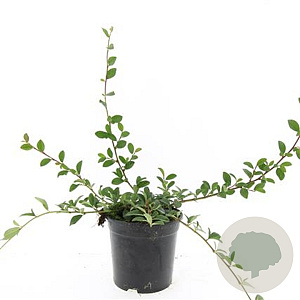 Cotoneaster dammeri GM C1.3