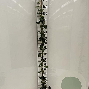Hedera hibernica 175-200 cm 2,5L met stok
