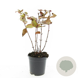 Hypericum andr. 'Albury Purple' GM C1.3