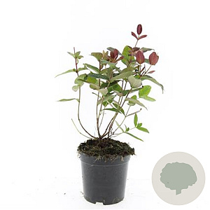 Hypericum andr. 'Albury Purple' GM C1.3