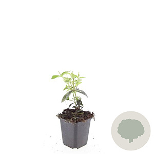 Hypericum i. 'Annebel' GM P9