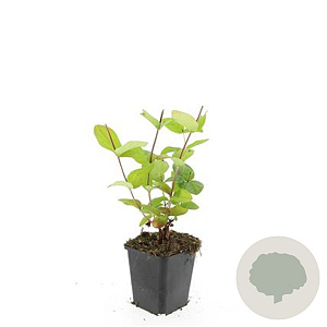 Hypericum i. 'Beauty' GM P9