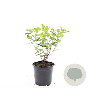 Hypericum i. Magical Sunshine GM C1.3