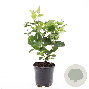 Hypericum i. Magical White GM C1.3