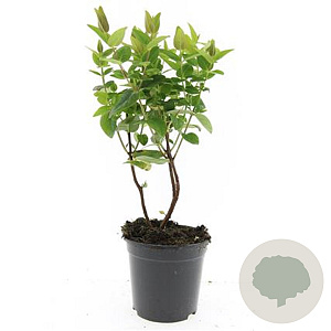 Hypericum i. Magical White GM C1.3