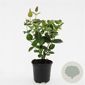 Hypericum i. Magical White GM C1.3