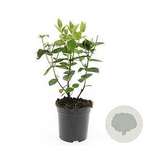 Hypericum i. Magical White GM C1.3