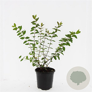 Hypericum kouytchense GM C1.3