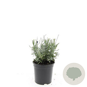 Lavandula ang. 'Hidcote' GM C1.3