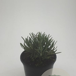 Lavandula ang. 'Hidcote' GM C1.3