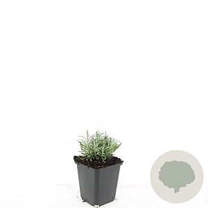 Lavandula ang. 'Hidcote' GM P9