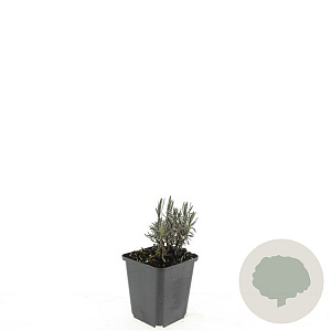 Lavandula ang. 'Rosea' GM P9