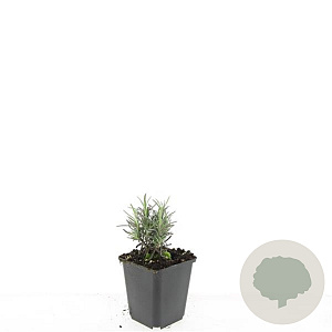 Lavandula ang. 'Rosea' GM P9