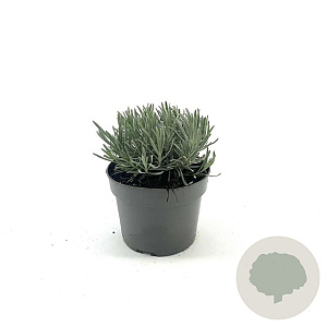 Lavandula int. 'Grosso' GM 2,0L