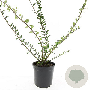 Lonicera pileata GM C1.3