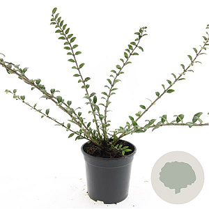 Lonicera pileata 'Moss Green' GM C1.3