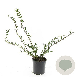 Lonicera pileata 'Moss Green' GM C1.3