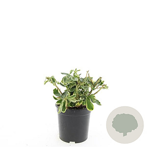 Pachysandra term. 'Variegata' GM C1.3