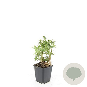 Pachysandra term. 'Variegata' GM P9