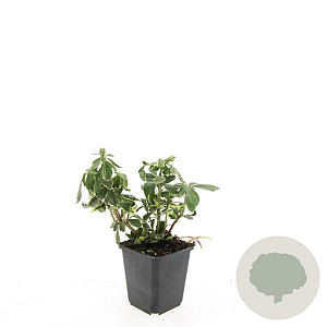 Pachysandra term. 'Variegata' GM P9