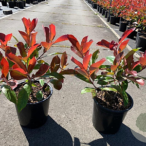 Photinia fraseri 'Red Robin' 15-20 cm 2,0L