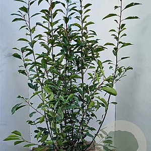 Photinia fraseri 'Red Robin' 175-200 cm 20L najaarspotting