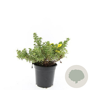 Potentilla f. 'Kobold' GM C1.3