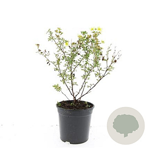 Potentilla f. 'Limelight' GM C1.3