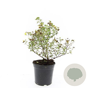 Potentilla f. 'Limelight' GM C1.3