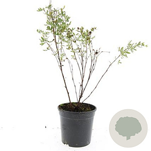 Potentilla f. 'Maanelys' GM C1.3