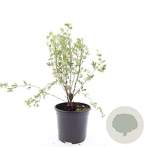 Potentilla f. 'Maanelys' GM C1.3